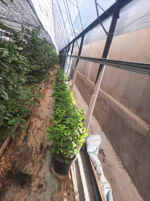 Саженцы лимон сорт МИЕР 1,5-2 года