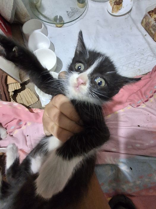 Маленькие Котята