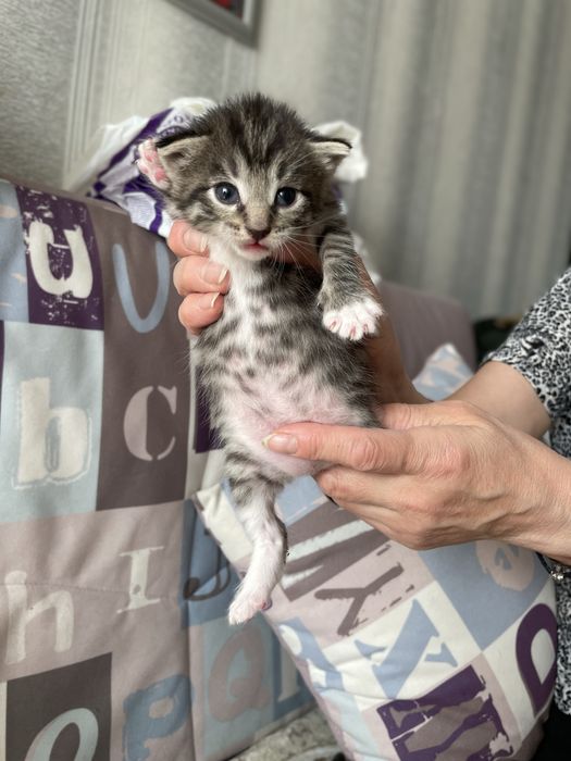 Отдам очаровательных котят