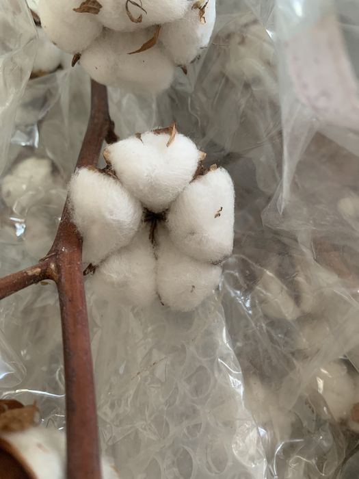 16 Flori de bumbac naturale