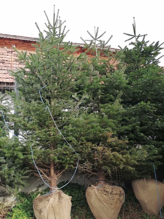 Vând mesteacăn, te i, platan, paltin, stejar, brazi arginti și verzi