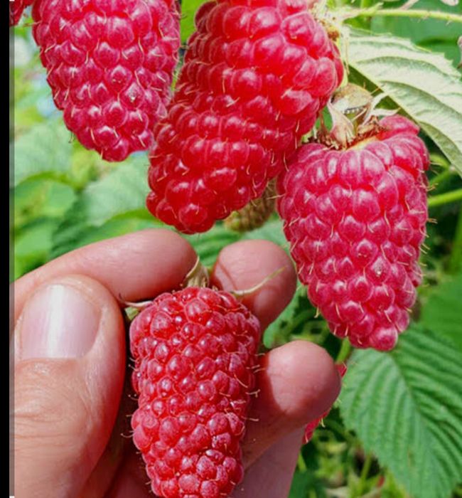 Малина,Полонез, ва Полана оригинал сорт