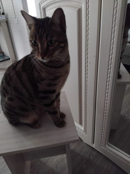 Отдам кота в добрые руки бесплатно