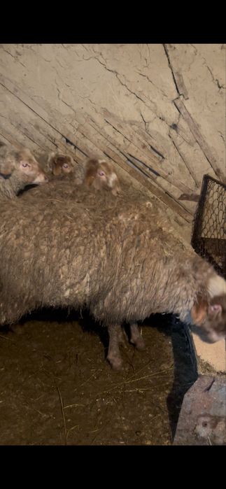 Семіз токтылар сатылады