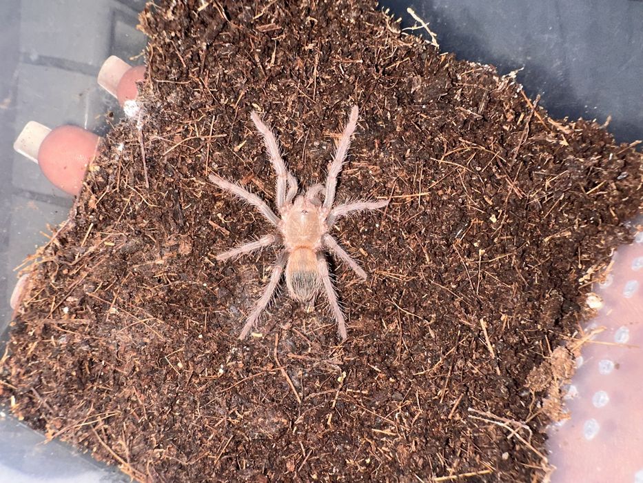 Паук птицеед  Lasiodora parahibana малыши