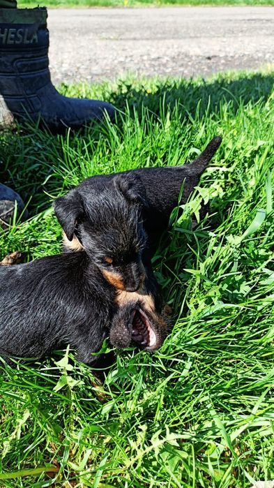 Продам щенков ягтерьера