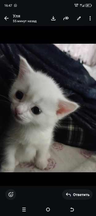 Продам котенка 2 месяца.