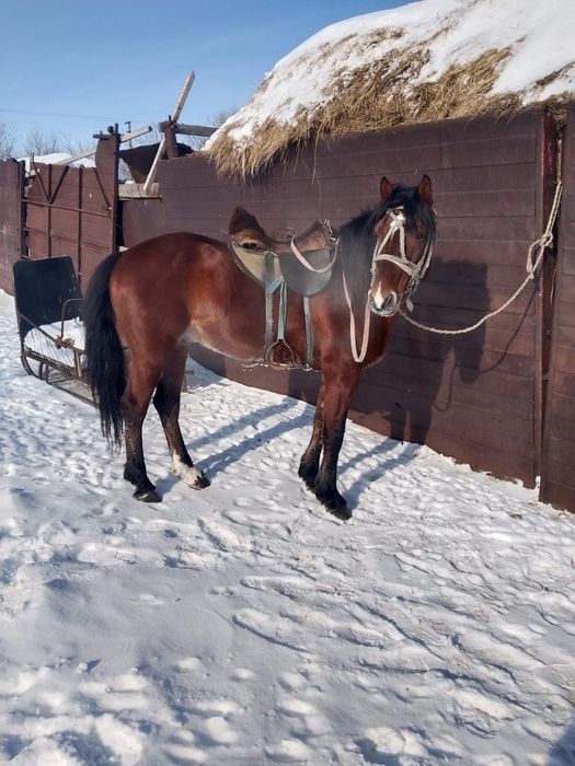 Продаются  жеребцы