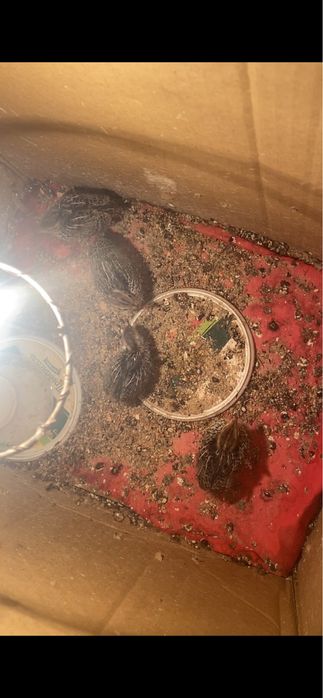 Есть Итальянскийе перепела