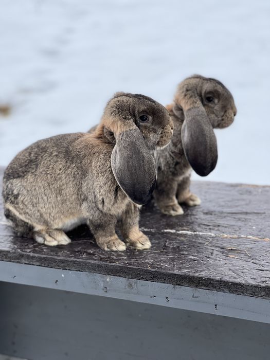 Berbec german agouti