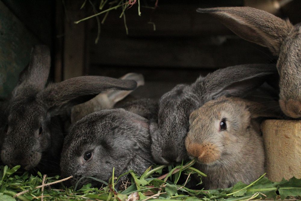 КРОЛИКИ продажа.