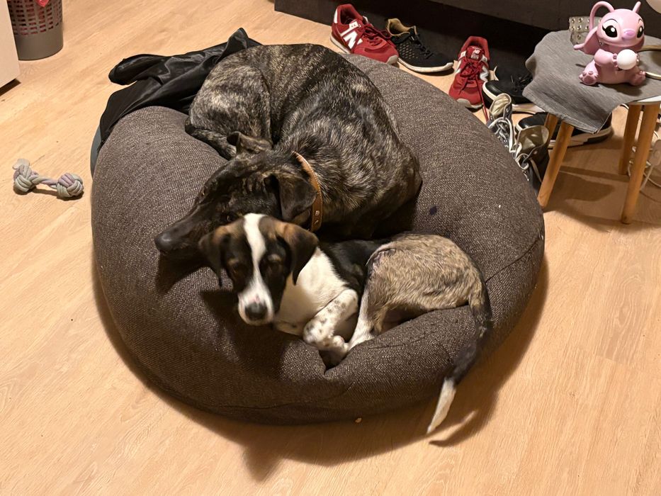 Куче- безпородно