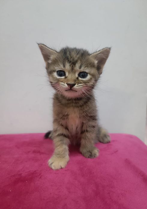 Котята от кошки крысолова.