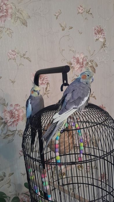 Продам пару корелл