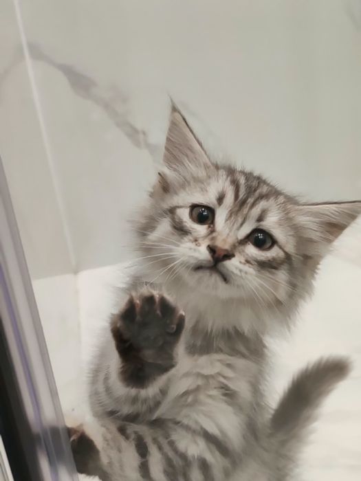 Отдам котенка вискас