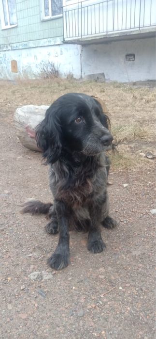 Пристраивается спаниель девочка