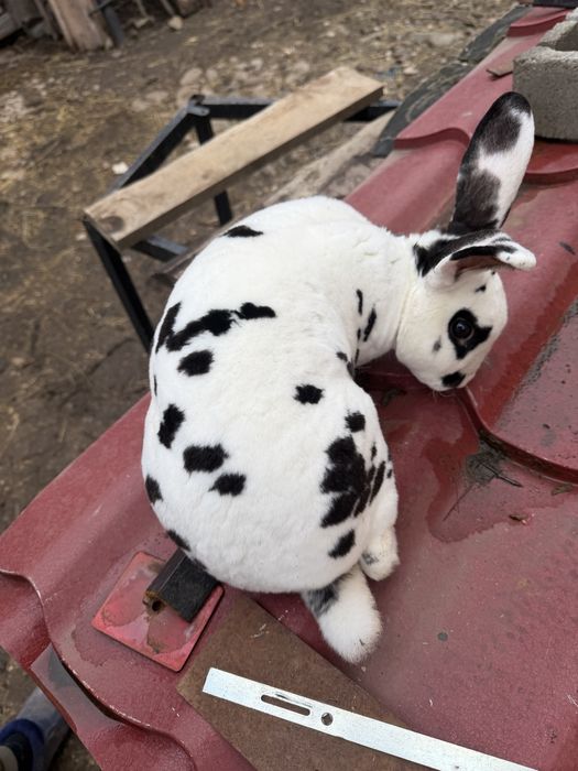 Iepuroi rex dalmațian -rasa pură