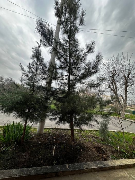 Сосна не молодая