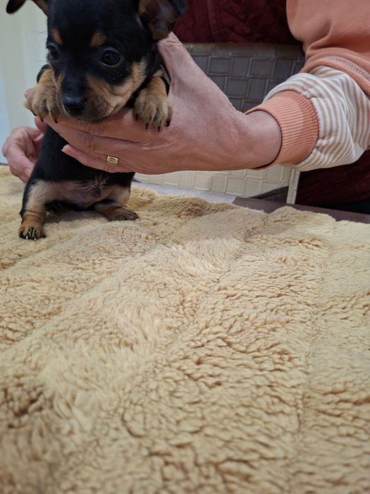 Продавам Кученца Пинчери