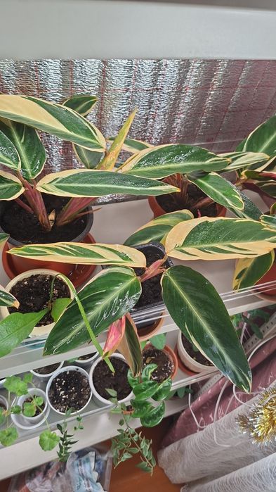 Продам цветок строманта