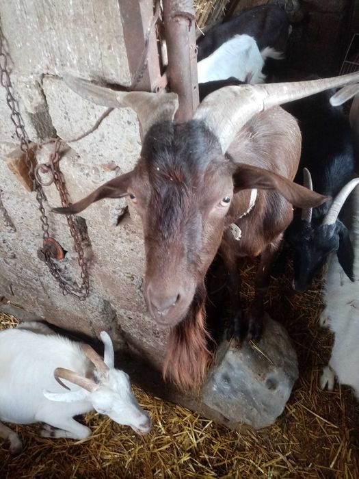 Iedutii anglonubian+ Țap anglonubian