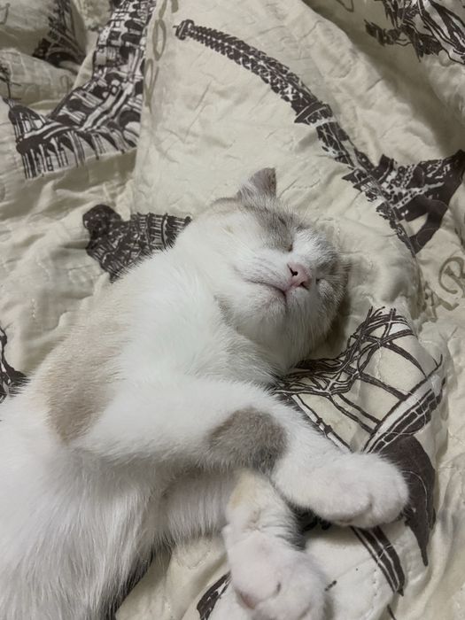 Отдам кота в хорошие руки!