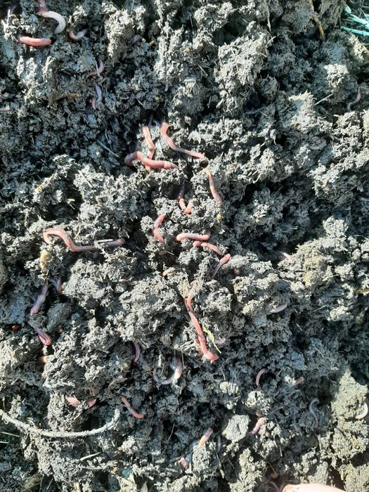 Калифорнийский червей