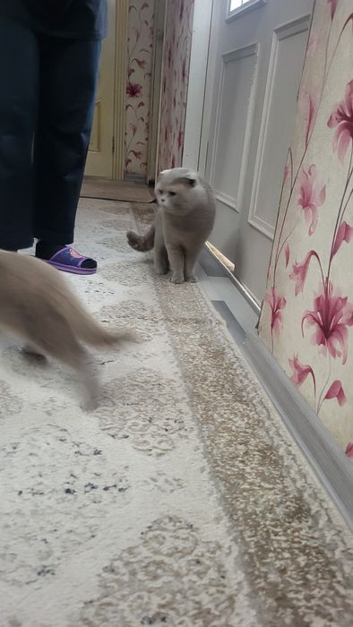 Котятки бриташки