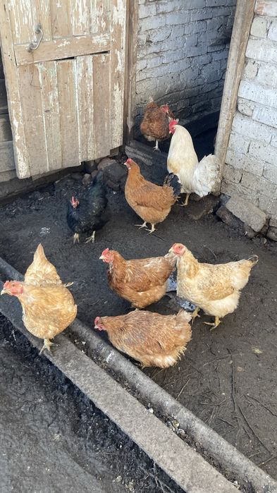 Тауық, куры. Сатылады.