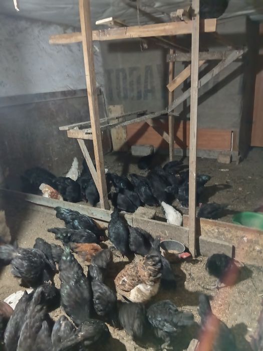Продам  петухов австерлоп