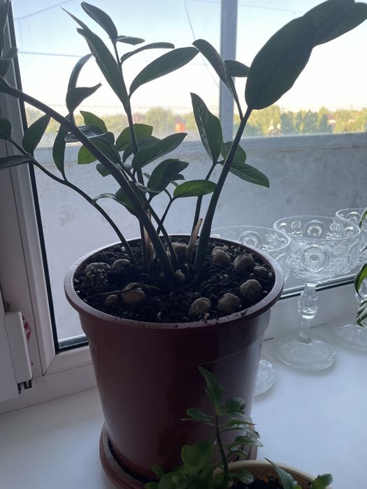 продам цветы