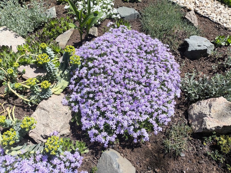 Астра альпийская