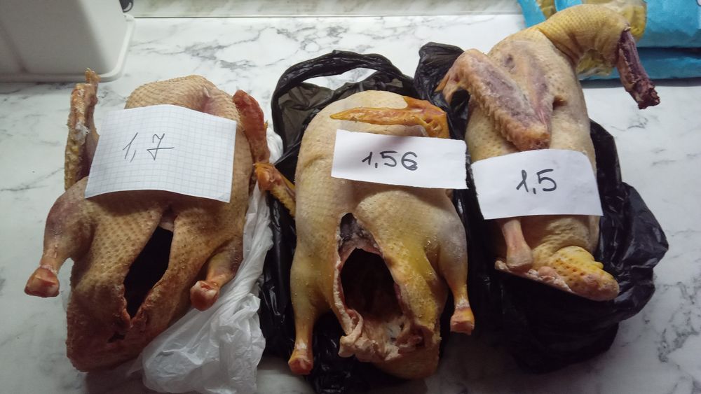 Продам индоуток  молодые