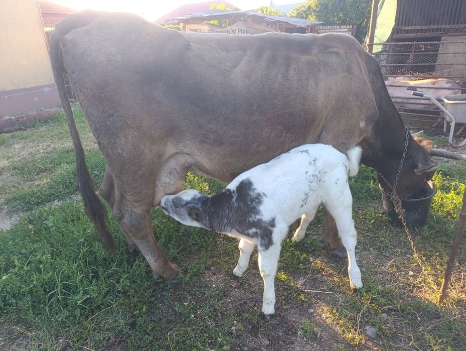 Vaca cu vițel albastru belgian