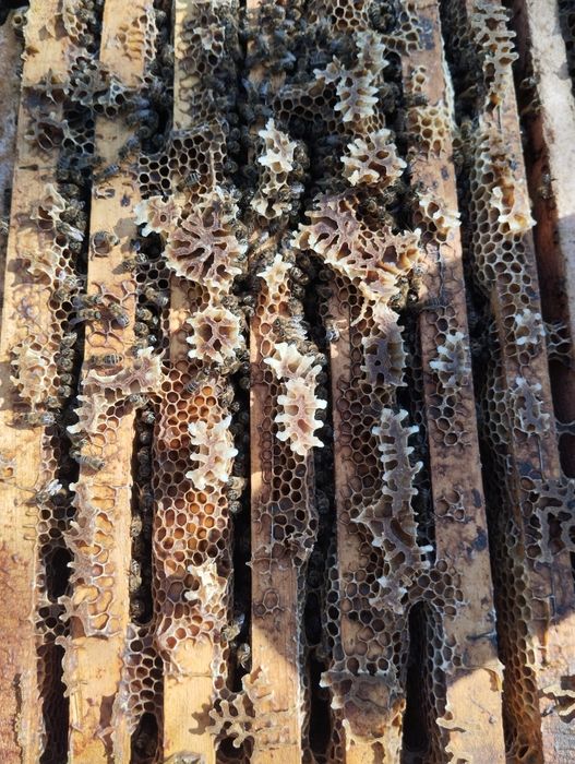 Vând familii de albine