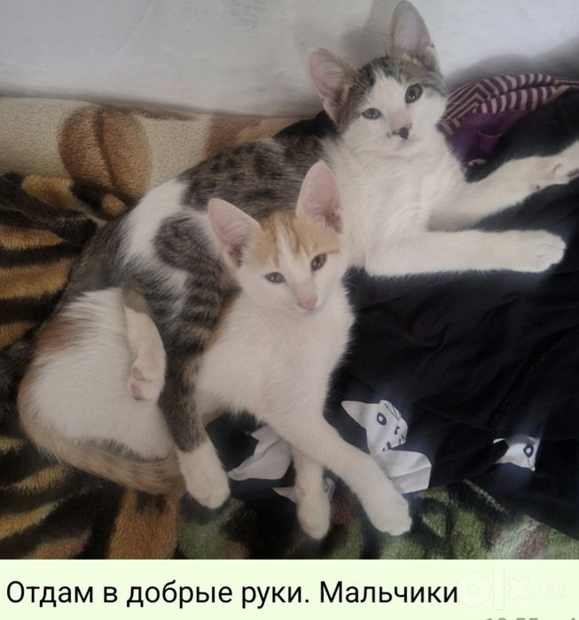 Отдам бесплатно котята мальчики 3 месяца