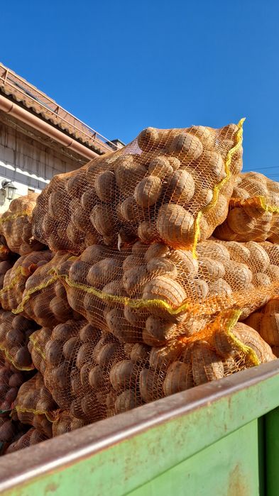Cartof pentru consum Carrera, Bellarosa