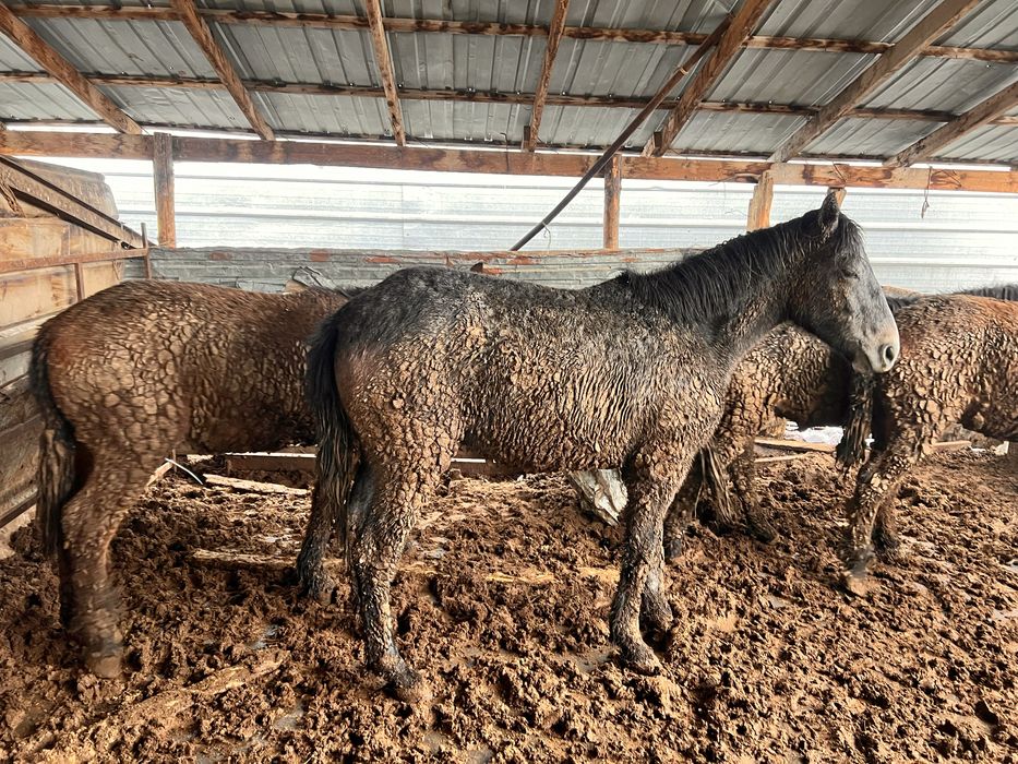 Соғым. Жылкы. Жас мал