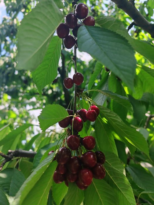 Cireșe Bio de Iunie 20 Ron/kg