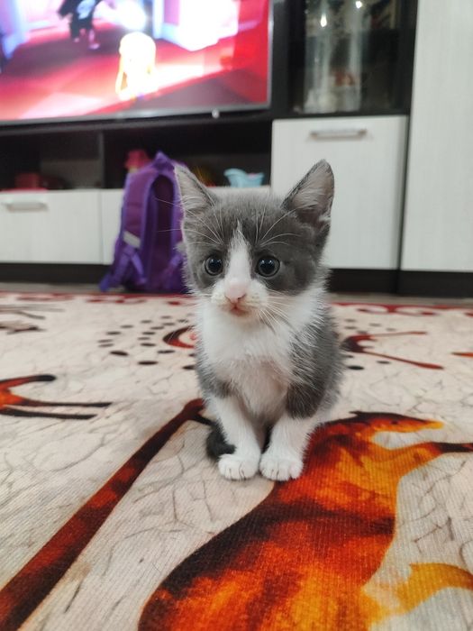 Отдам маленького  котенка