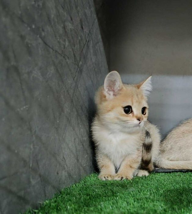 Mushukchalar sotiladi