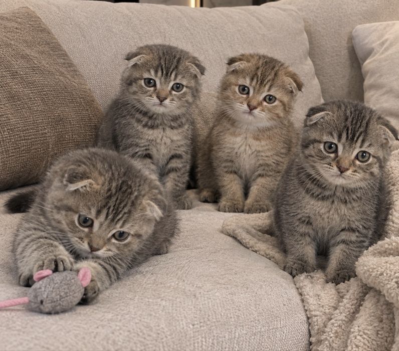 Шотландстенькие Котята