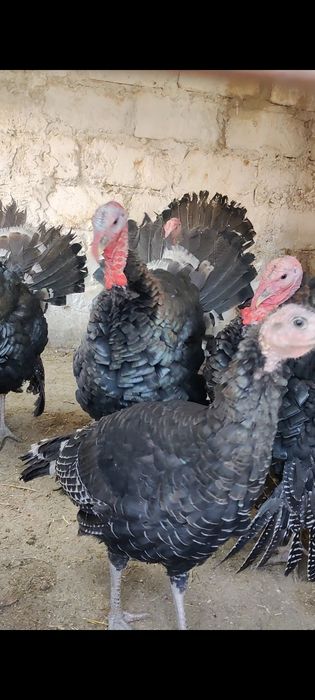 Индюктер сатылады Актау Рекон