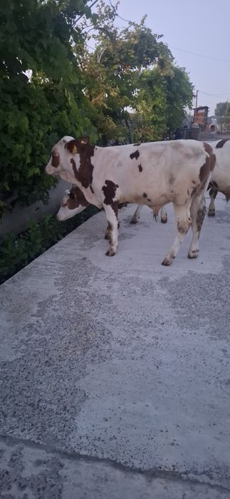 De vanzare 3 vitei de 4 5 si 6 luni