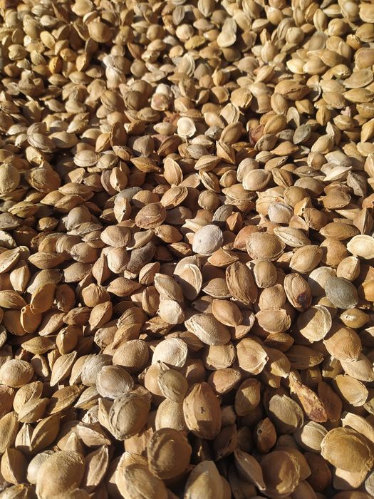 Свои урючные косточки