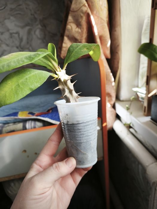 Эуфобия Миля. Молочай