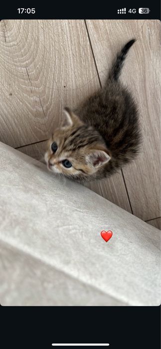 котеноккк , кошкаа