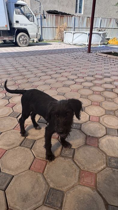 2 месяцов щенок терьер