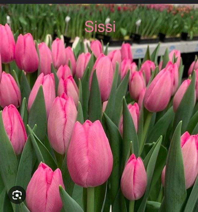 Карагандинский тюльпан