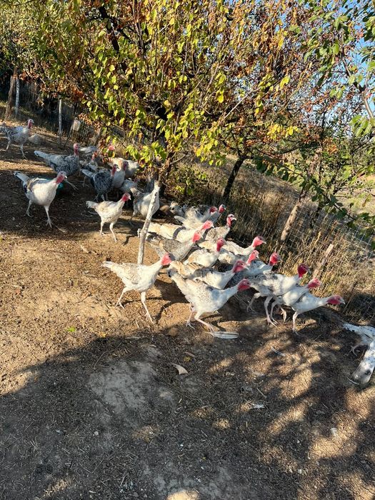 Curci și curcani de casă